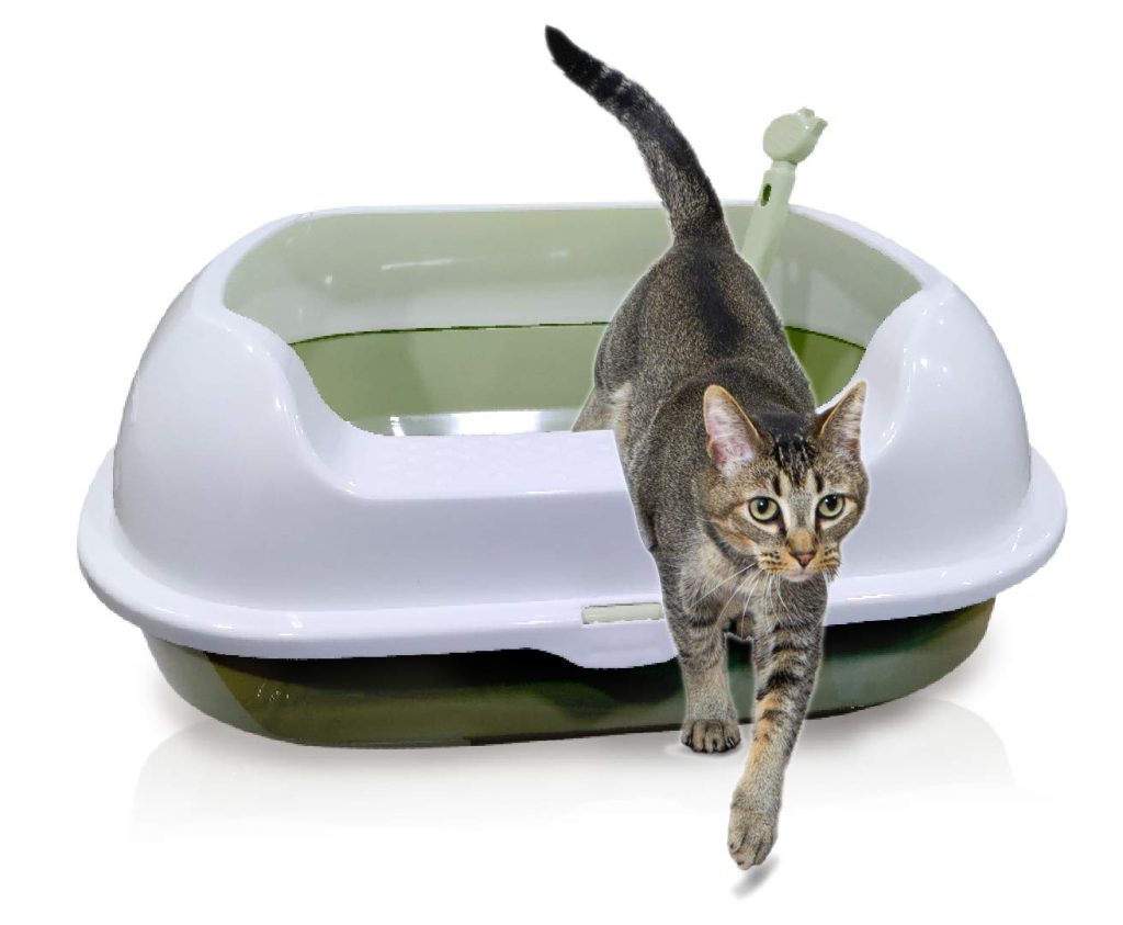 Litter Box Training 