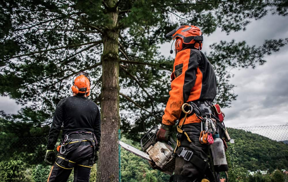Tree Service
